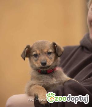 Do adopcji Myślenice