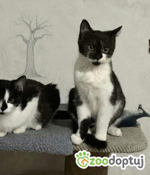 Do adopcji Nowy Tomyśl