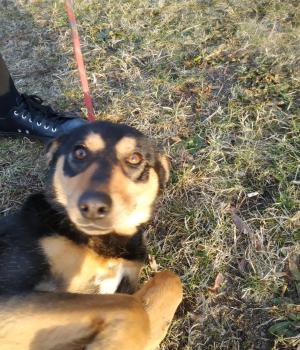Do adopcji Mielec