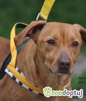 Do adopcji Nowy Dwór Mazowiecki