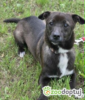 Do adopcji Zgierz