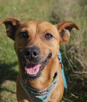 Do adopcji Stalowa Wola