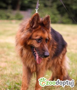 Do adopcji Zgierz