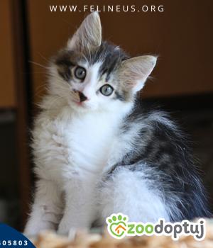 Do adopcji Rzeszów
