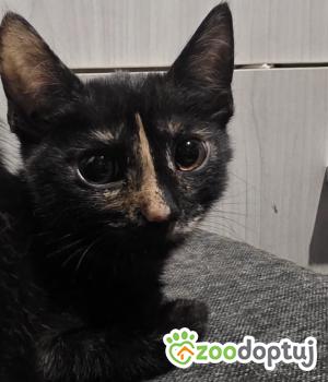 Do adopcji Cieszyn