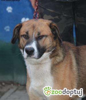 Do adopcji Nowy Dwór Mazowiecki