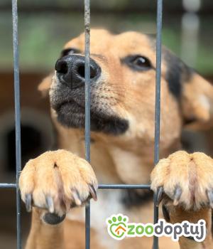 Do adopcji Warszawa