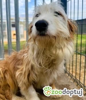 Do adopcji Łódź