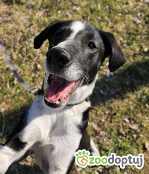Do adopcji Głogów