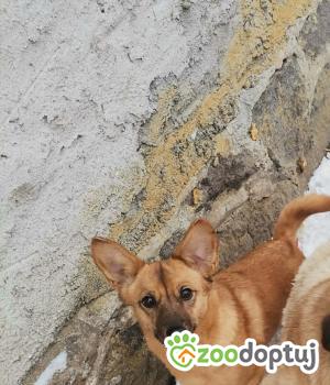Do adopcji Warszawa