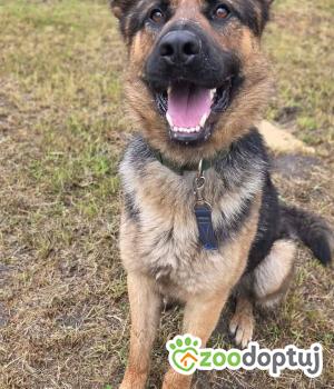 Do adopcji Zgierz