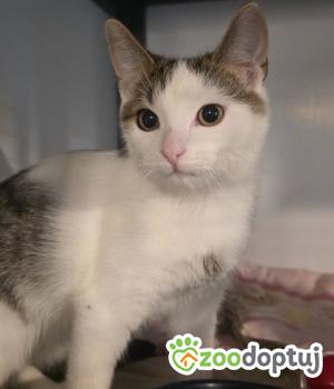 Do adopcji Cieszyn