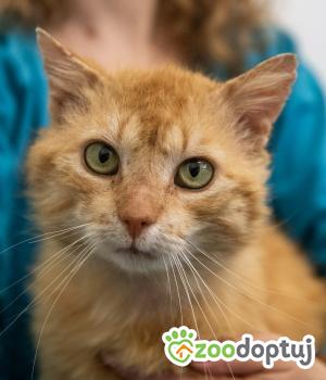Do adopcji Poznań