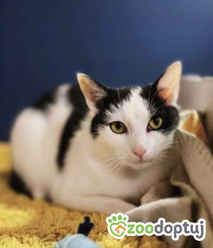 Do adopcji Wrocław