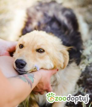 Do adopcji Radom