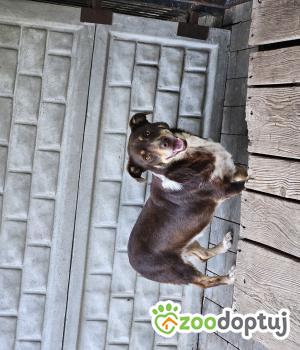 Do adopcji Chełm