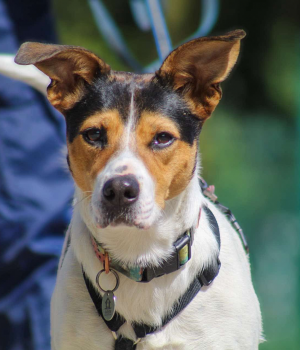 Do adopcji Gdańsk