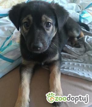 Do adopcji Radziejów