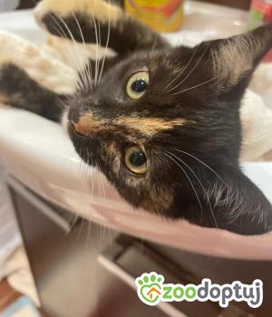 Do adopcji Poznań