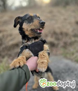 Do adopcji Stalowa Wola