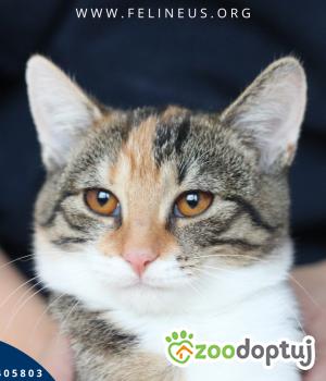 Do adopcji Rzeszów