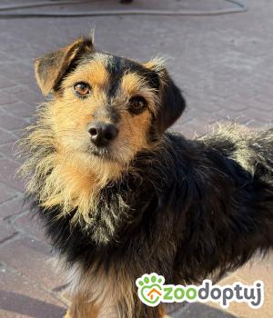 Do adopcji Warszawa