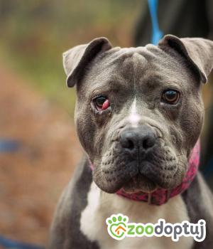 Do adopcji Bełchatów