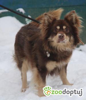 Do adopcji Nowy Dwór Mazowiecki