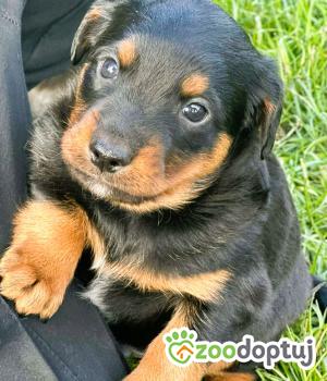 Do adopcji Kłobuck