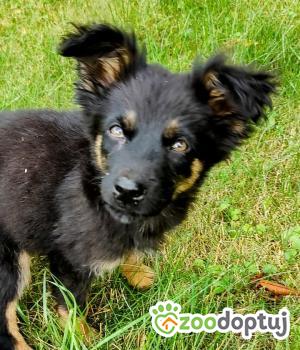 Do adopcji Zgierz