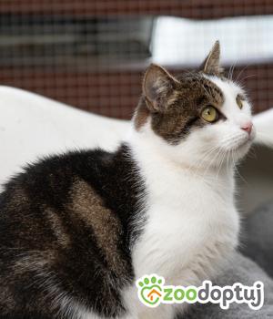 Do adopcji Zgierz