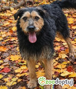Do adopcji Zgierz