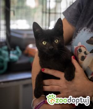 Do adopcji Poznań