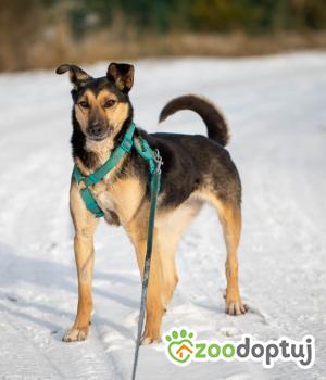 Do adopcji Stalowa Wola