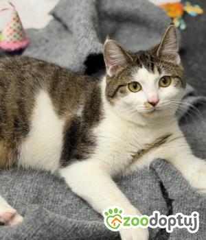 Do adopcji Poznań