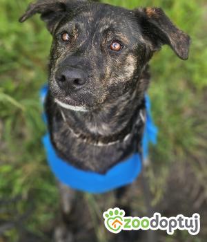 Do adopcji Stalowa Wola