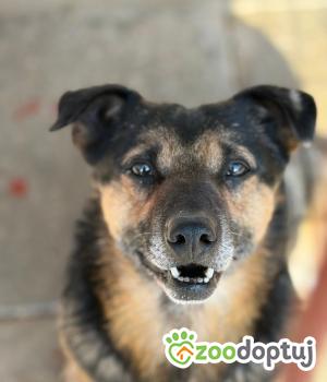 Do adopcji Warszawa