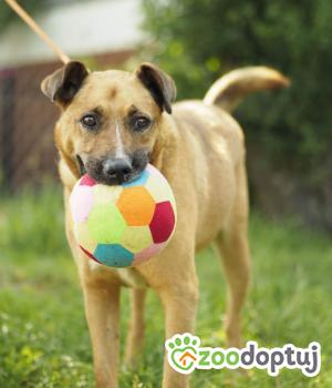 Do adopcji Warszawa