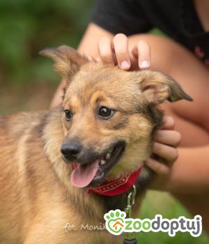 Do adopcji Myślenice