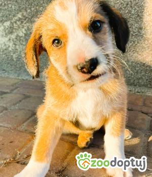 Do adopcji Wieluń