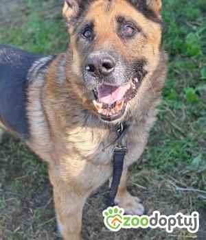 Do adopcji Zgierz