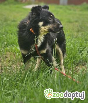 Do adopcji Zgierz