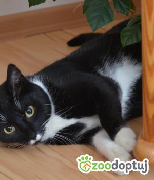 Do adopcji Nowy Tomyśl