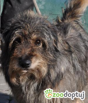Do adopcji Nowy Dwór Mazowiecki