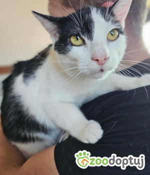Do adopcji Głogów