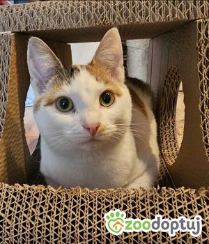 Do adopcji Gdańsk