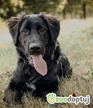 Do adopcji Głogów