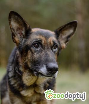 Do adopcji Białobrzegi