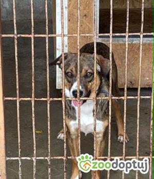 Do adopcji Zgierz
