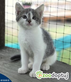 Do adopcji Rzeszów